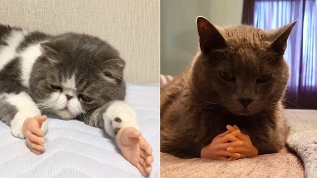 Cats with Prosthetic Hands meme card