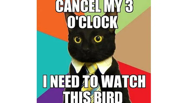 Carte meme Business Cat