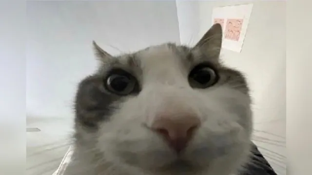 Cat Looks Inside meme card
