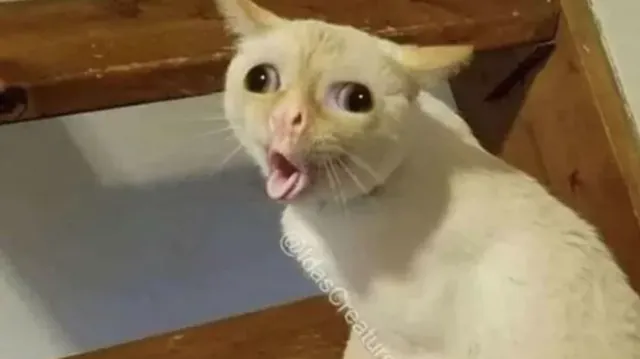 Carte meme Coughing Cat