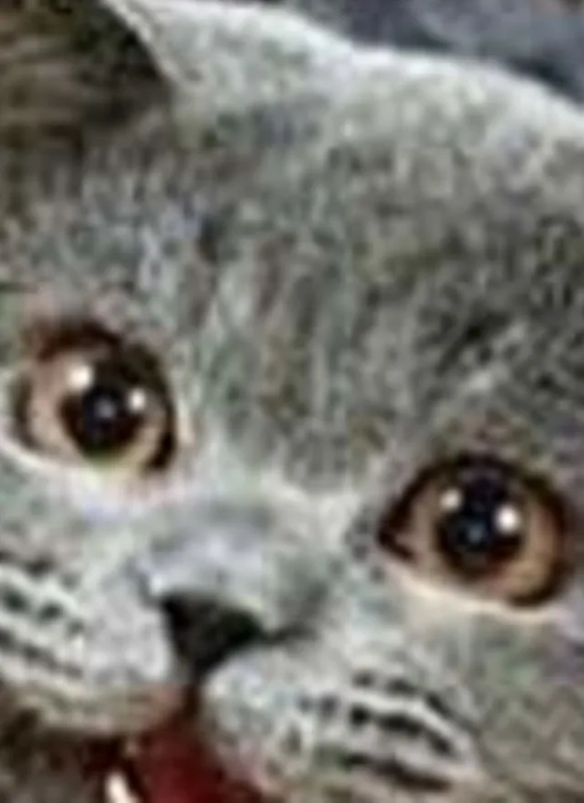 Carte meme Happy Cat — Full Art