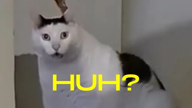 Carte meme Huh? Cat