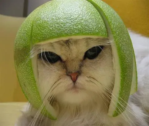 Limecat meme card