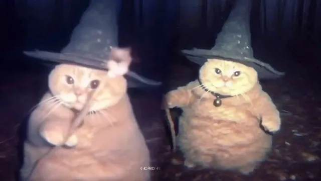 Cheeseball the Wizard Cat meme card