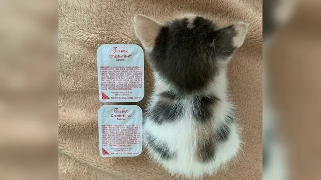 Chick-fil-A Sauce Cat meme card