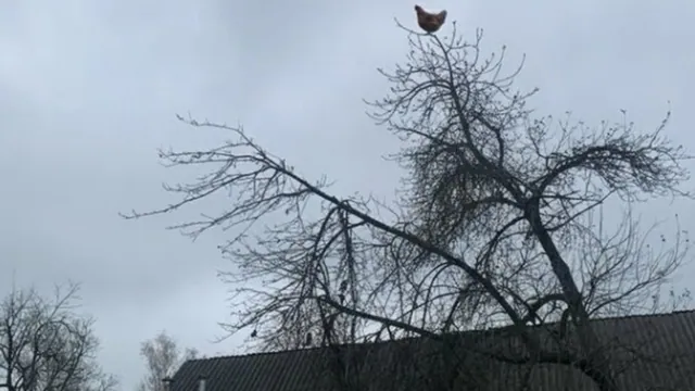 Chicken Screaming On Tree meme card