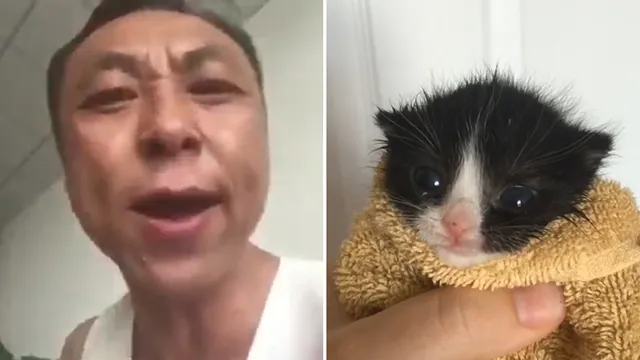 Carte meme Chinese Man Yelling at a Kitten