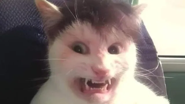 Clutterfunk Cat meme card