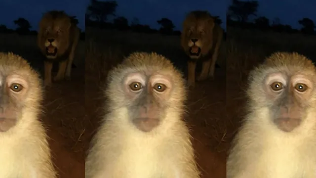 Carte meme #Cooked Monkey With Lion Behind It