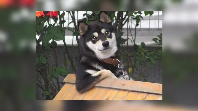 Carte meme Cool Dog