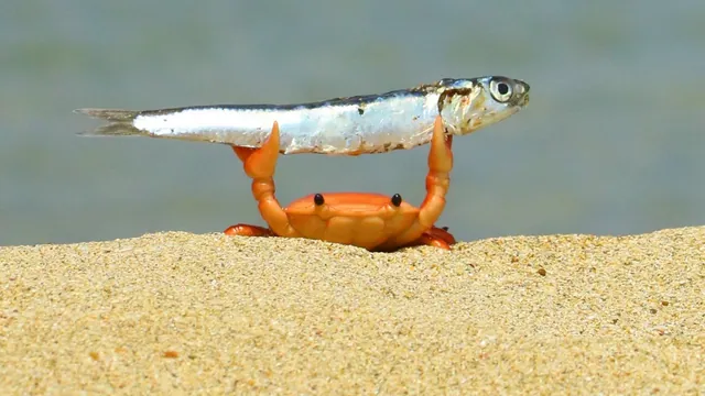 Crab Holding Up a Fish meme card