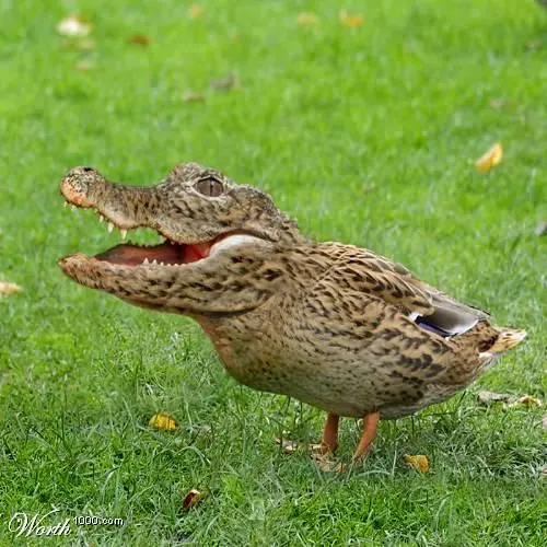 Carte meme Crocoduck — Full Art