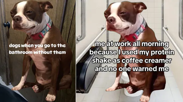 Carte meme Crying Boston Terrier