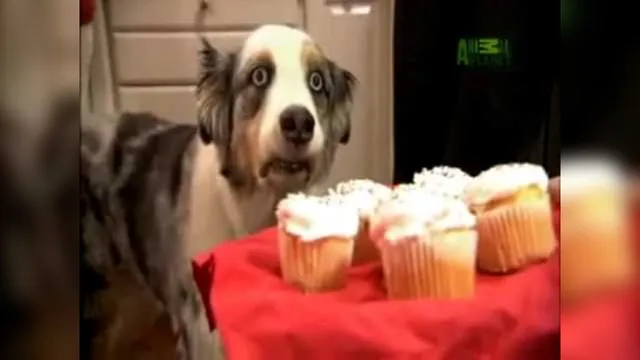 Cupcake Dog meme card