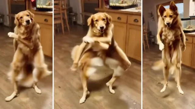 Dancing AI Golden Retriever Dog meme card