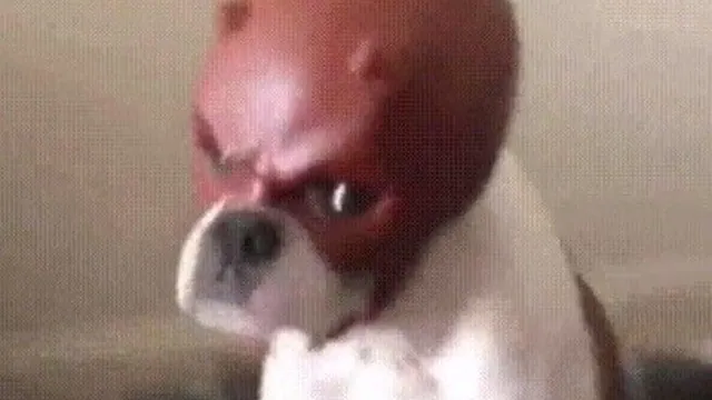 Daredevil Dog meme card