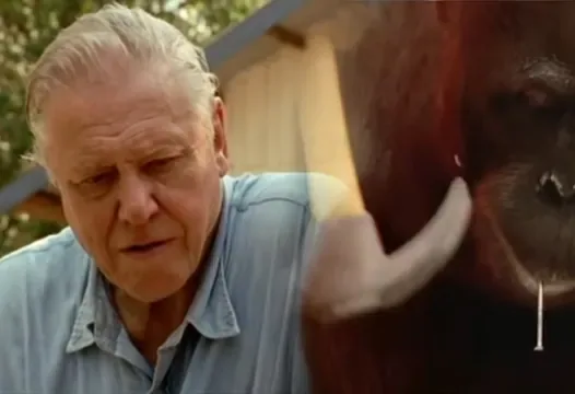 David Attenborough Watching an Orangutan Hammer meme card