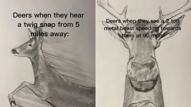 Carte meme Deer When Two Tons of Steel Are Coming at Them