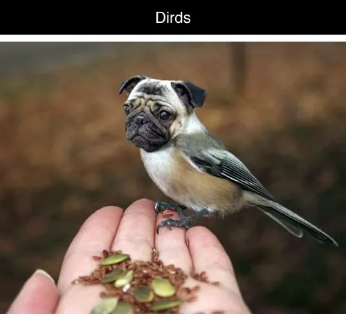 Carte meme Dirds