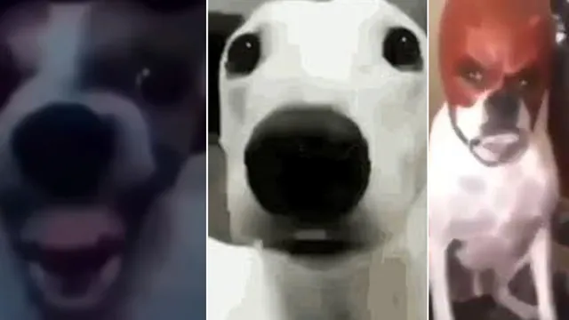Dog Cringe Reactions meme card