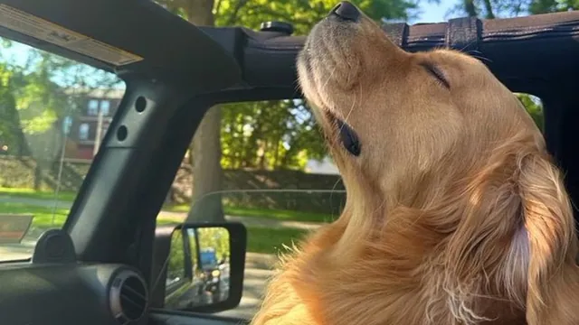 Carte meme Dog in Jeep With Head Up