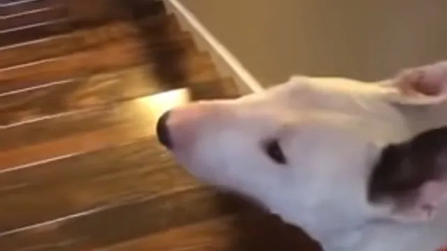 Carte meme Dog Jumps Down Stairs