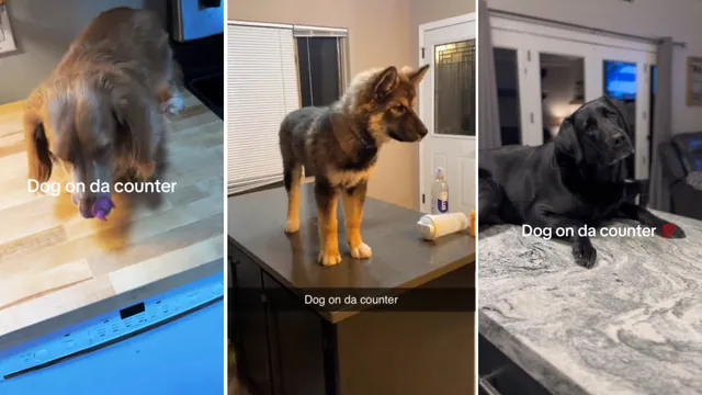 Dog On Da Counter meme card