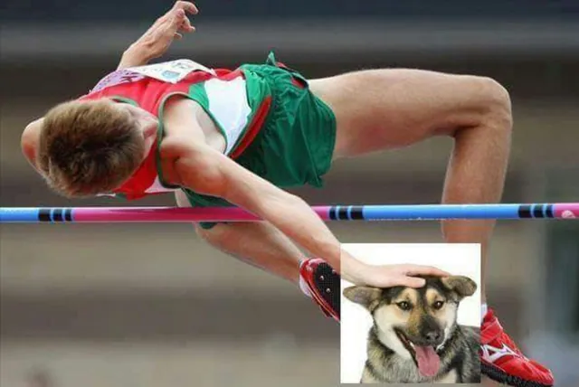 Dog Petting Photoshops meme card