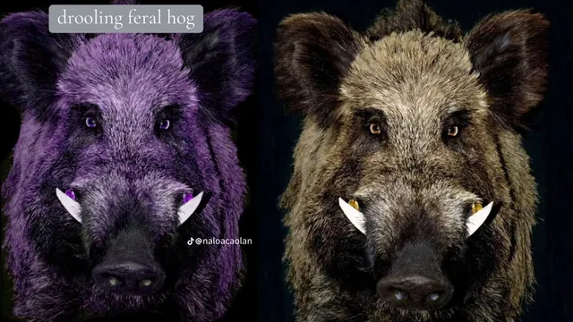 Drooling Feral Hog meme card