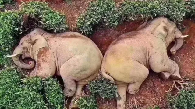 Carte meme Drunk Elephants