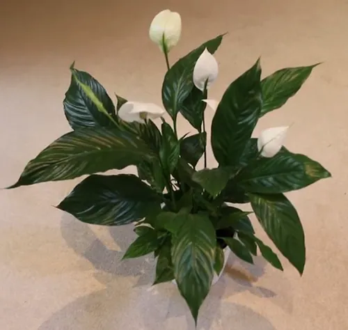 Carte meme DURR PLANT
