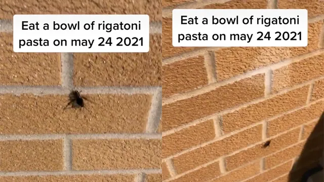 Eat A Bowl Of Rigatoni Pasta meme card