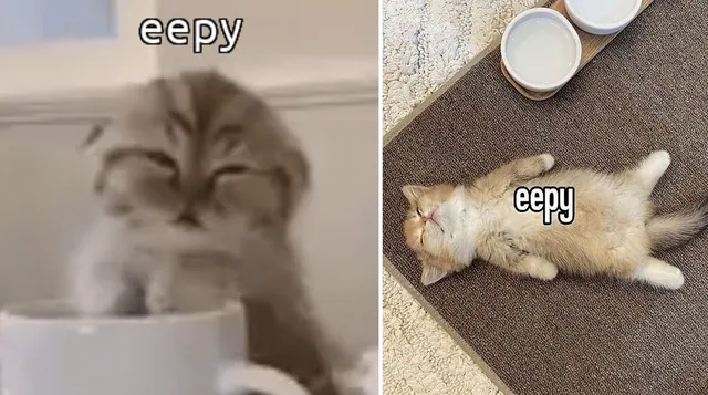 Eepy meme card