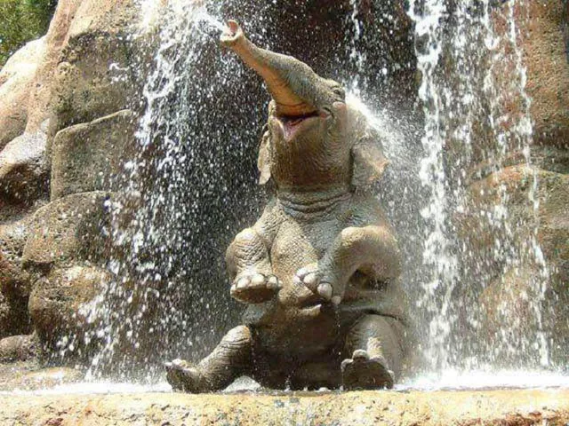 Carte meme Elephants