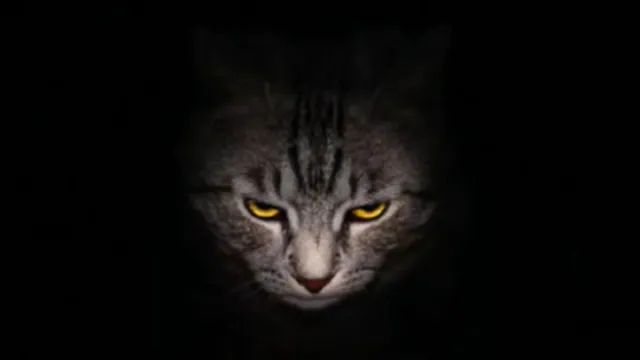 Evil Kitty meme card