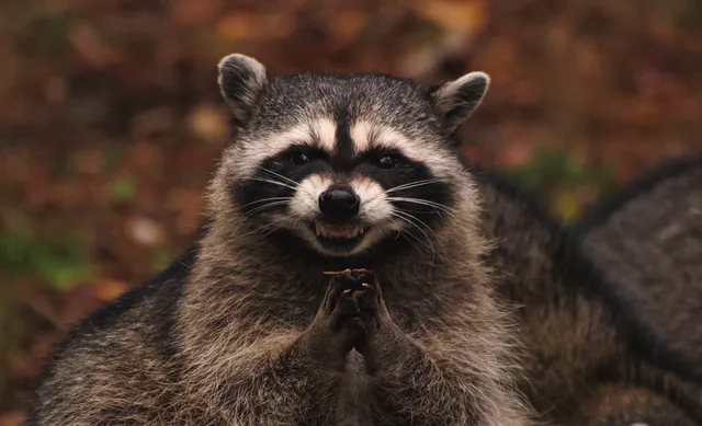 Evil Plotting Raccoon meme card