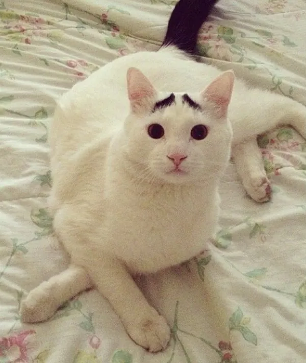 Carte meme Eyebrow Cat