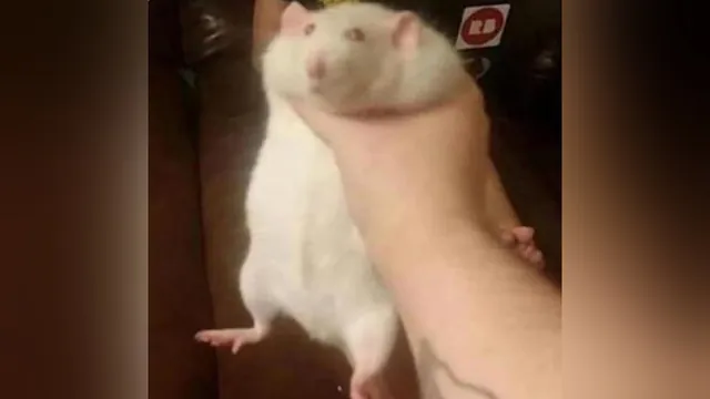 Fat Rat Being Grabbed meme card