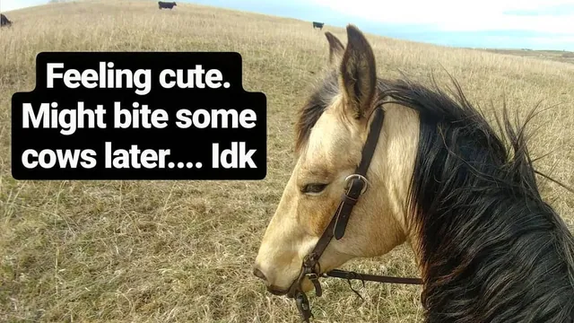 Carte meme Feeling Cute Challenge