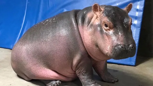 Fiona the Hippo meme card