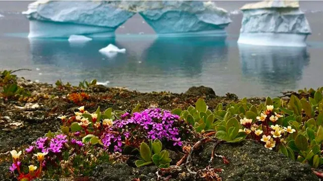 Carte meme Flowers Are Blooming In Antarctica