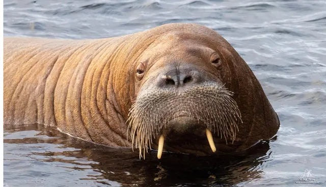 Carte meme Freya the Walrus