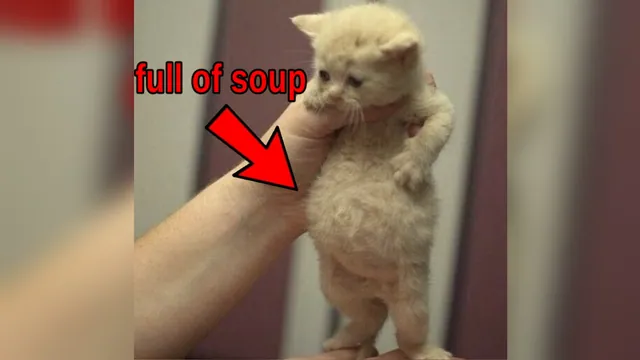 Full of Soup Cat meme card