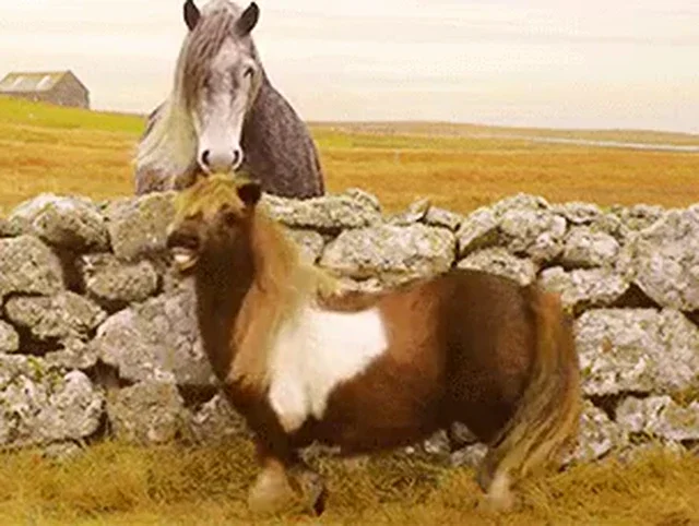 Petit poney meme