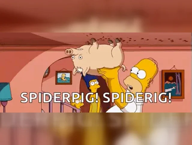 Spider cochon meme
