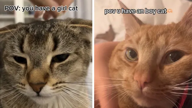 Girl Cat vs. Boy Cat Debate / POV: You Have A Girl Cat meme card