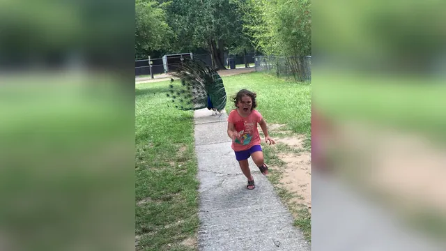 Carte meme Girl Running From a Peacock