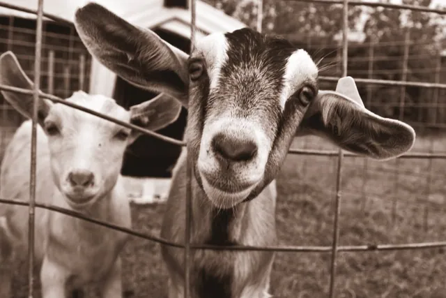 Goats meme card