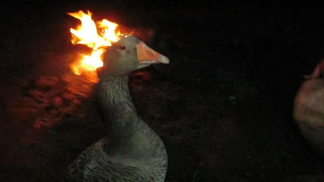 Goose on Fire / Fire Duck meme card