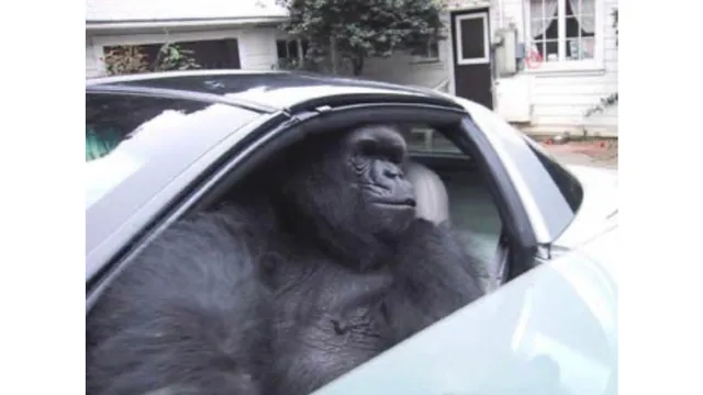 Carte meme Gorilla In A Fucking Coupe